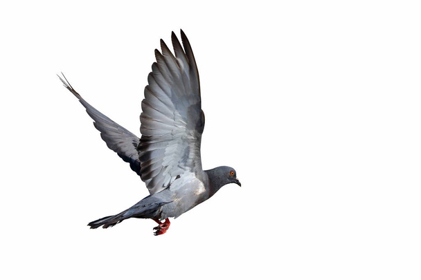 Beautiful Pigeon flying isolated on white background. - Фото, зображення