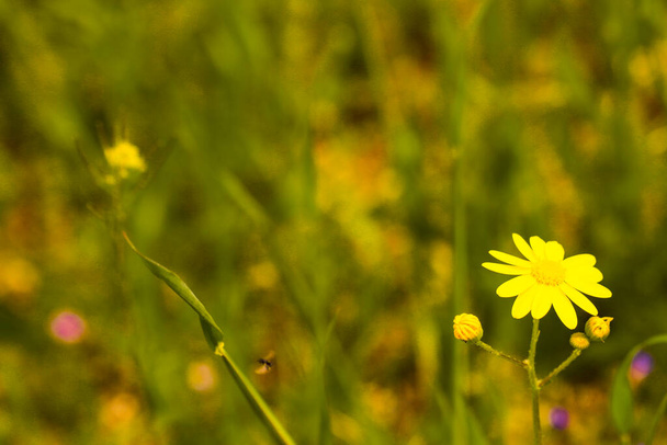 公園内の黄色のデイジーの花のグループとぼやけた背景. - 写真・画像