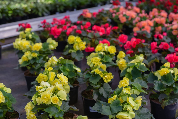 Flowers in pots in a greenhouse. Begonia. Beautiful blooming green house. Greenhouse for growing seedlings of plants. Flowering plants in a flower nursery. Plants. - Photo, image
