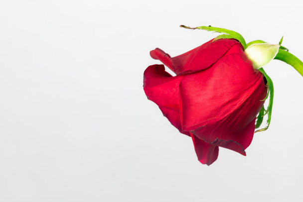 lähikuva punaisesta ruususta katselemassa alaspäin ja kopio tilaa vasemmalla - Valokuva, kuva