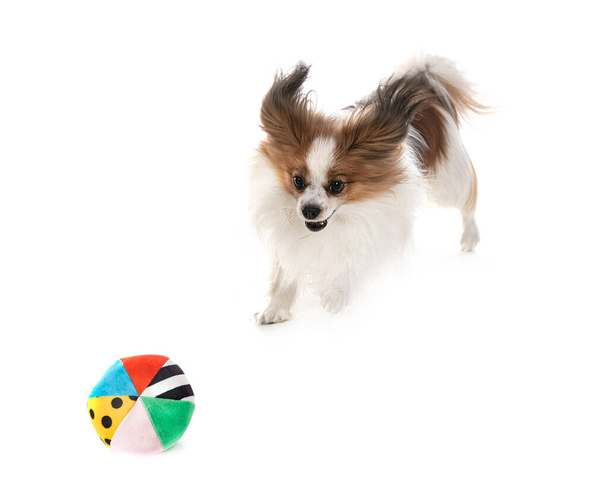 papillon dog in front of white background - Foto, afbeelding
