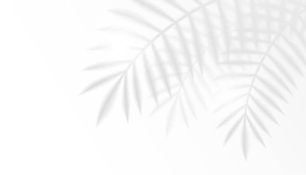 Vector Palm Leaf Σκιά Casted Στον Τοίχο Με Χώρο Κείμενο.  - Διάνυσμα, εικόνα