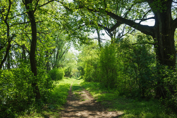 Path Leading Through Lush Green Forest on a Sunny Day in Spring in the Danube Wetlands in Austria - Valokuva, kuva