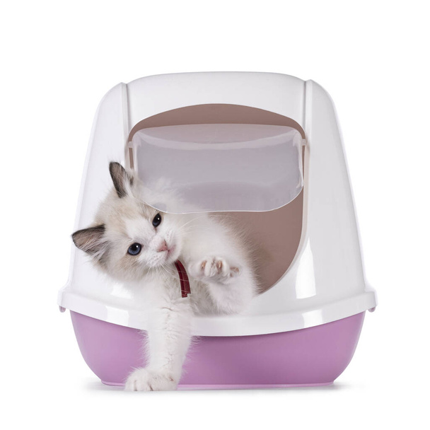 Cute bicolor Ragdoll cat kitten, coming out of closed pink litter box using flap door. One paw up showing claws and nails. Looking straight in camera. Isolated on a white background. - Photo, Image