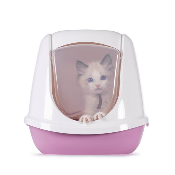 Cute bicolor Ragdoll cat kitten, sitting in closed pink litter box behind flap door.  Looking straight in camera. Isolated on a white background. - Photo, Image