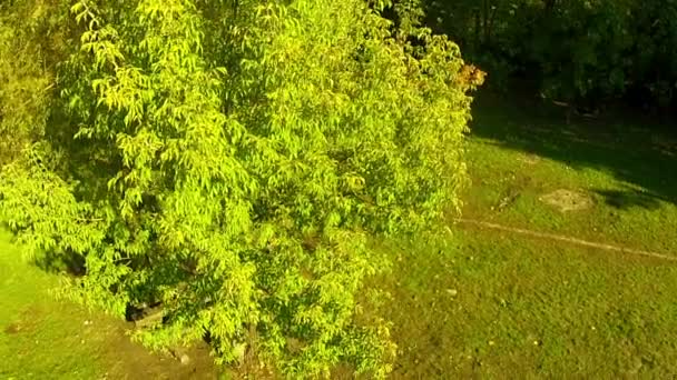 Groene boom in het park. Luchtfoto - Video