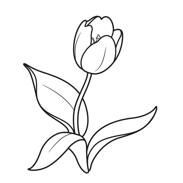 Blossoming tulip flower linear drawing isolated on white background - Vektori, kuva