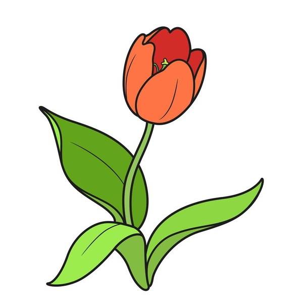 Blossoming tulip flower color variation isolated on white background - Vector, Imagen