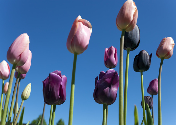 Tulpenbeet - 写真・画像