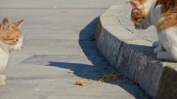 Два бездомных диких кота сражаются за еду на городской улице. - Кадры, видео