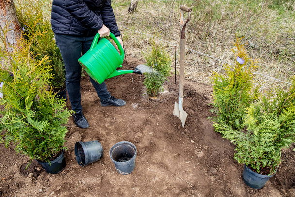 Woman gardener planting Thuja occidentalis tree of life hedge in home garden soil outdoors in spring. Work in progress, watering freshly planted trees. - Photo, Image