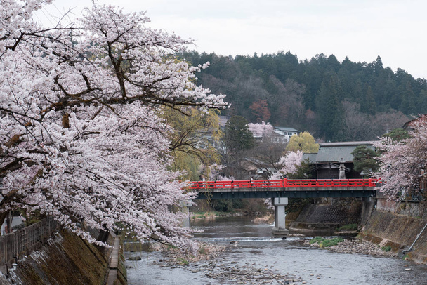 TAKAYAMA, JAPAN - APRIL 5, 2023: Nakabashi brug met sakura kersenbloesem in april - Foto, afbeelding