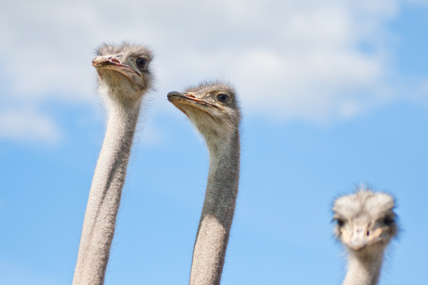 struisvogels - Foto, afbeelding