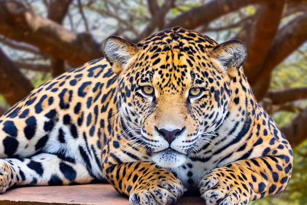 Jaguar (Panthera onca) у портреті та вибірковому фокусі з глибоким розмиванням. - Фото, зображення