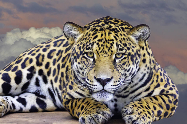 Jaguár (Panthera onca) v portrétu a selektivním ostření s rozostřením hloubky - Fotografie, Obrázek