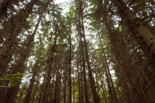 Low angle view of trees in forest - Zdjęcie, obraz