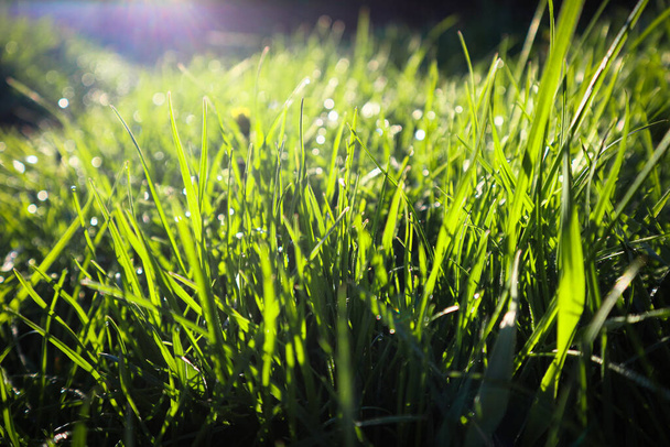 Drops of water on the grass, natural wallpaper, close up view, soft focus. Photo close up macro abstract picture of fresh green grass with sun ray efffect - Foto, immagini