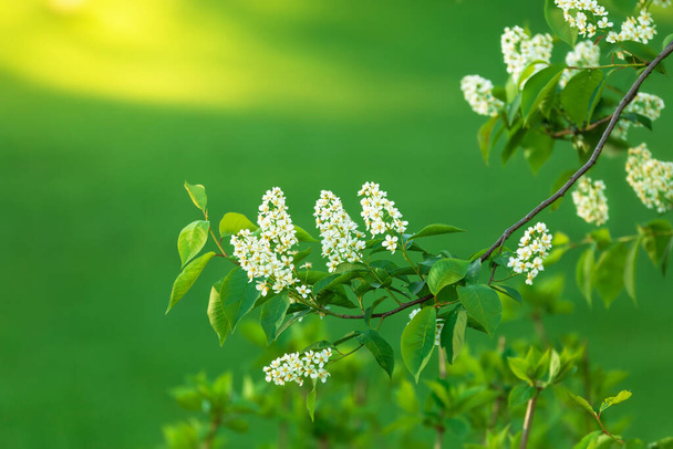 Background of bird cherry branches of blooming flowers - Photo, Image