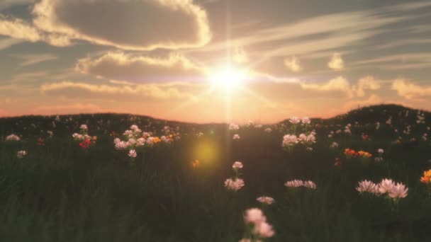zachód słońca w łąka z kwiatami - Materiał filmowy, wideo