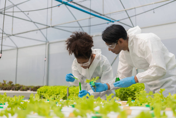アフリカ系アメリカ人の研究者と植物遺伝学の専門家。水耕栽培の植物園で品質と細菌をテストします。研究者らは、農業用水から栽培された野菜を試験するためのサンプルを集めている。. - 写真・画像