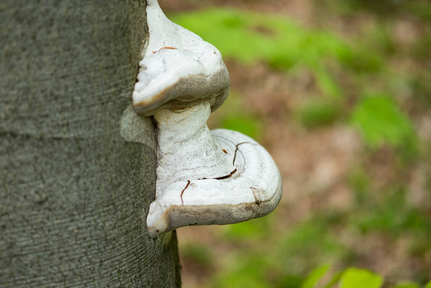Fomes fomentarius, tinder fungus, polypore on beech trunk - Photo, Image