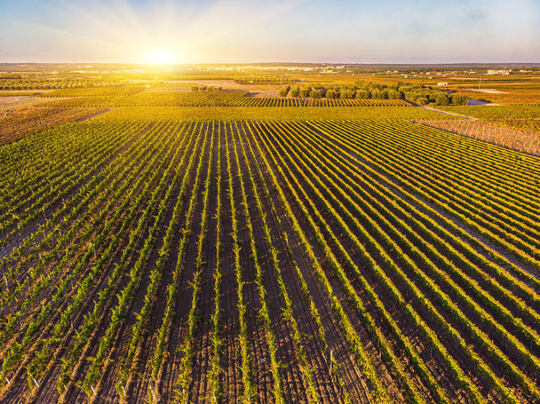 Aerial view of a green summer vineyard at sunset - 写真・画像