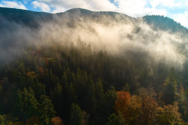 Fog spreads over the mountains at dawn. The sun rises on the horizon. Ukrainian Carpathians in the morning. Aerial drone view. - 写真・画像