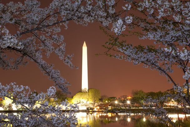 Flor de cereja em DC
 - Foto, Imagem