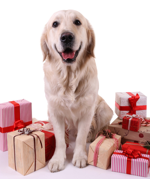 Adorable Labrador sitting with present boxes, isolated on white - Φωτογραφία, εικόνα