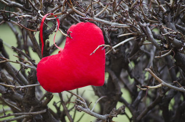 Красное сердце среди шипов на открытом воздухе
 - Фото, изображение