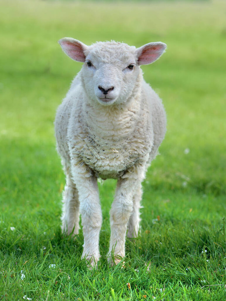 緑の草原に白い子羊のカメラを切り  - 写真・画像