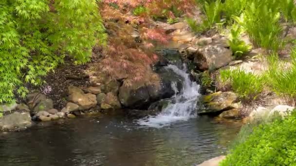 Кристально чистый ручей в окружении волшебно красивой природы. Склад видео. 4K - Кадры, видео