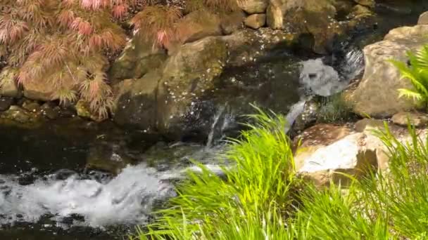 Ruisseau cristallin entouré d'une nature magique. Vidéo de stock. 4K - Séquence, vidéo