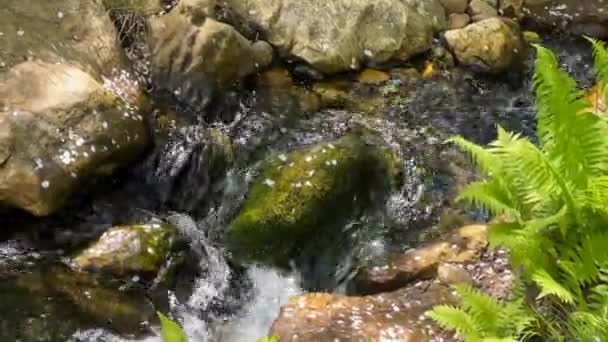 Κρυστάλλινα καθαρό ρεύμα που περιβάλλεται από μαγικά όμορφη φύση. απόθεμα βίντεο. 4K - Πλάνα, βίντεο