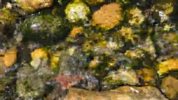 Kristálytiszta patak, körülvéve varázslatosan gyönyörű természettel. Készletfelvétel. 4K - Felvétel, videó