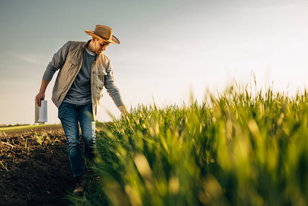 Farmer is walking on the field and touching his crops. - Фото, изображение