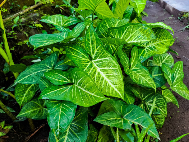 Syngonium podophyllum také známý jako šipka rostlina, populární pokojová rostlina s krásným listovým vzorem v nazelenalé nebo bělavé na rýče v rámci světle žluté přes zelené spathes - Fotografie, Obrázek