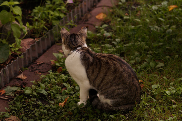 Katze schaut Maus im Garten an. - Foto, Bild