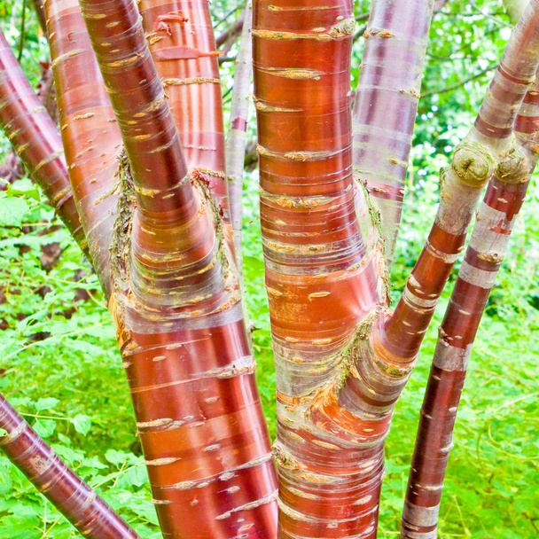 Дерева вишні берези
 - Фото, зображення