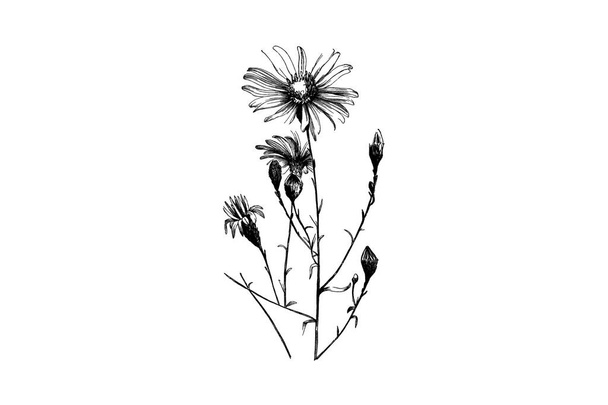 Aster Flower Engraving Vintage Vector Illustration - Vector, Image