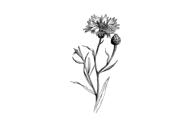 Flower and Bud of Centaurea Cyanus Engraving Vintage Vector Illustration - Vector, Image