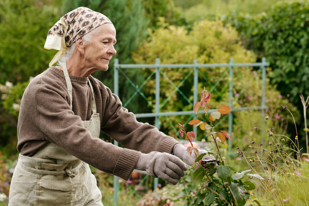 Portret van een oudere vrouw met een snoeier die droge en dode delen van de rozenstruik afsnijdt die in de tuin groeien terwijl ze voor het bloembed staat - Foto, afbeelding