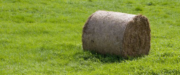 Один рулон пресованого сіна на полі зеленої трави
. - Фото, зображення