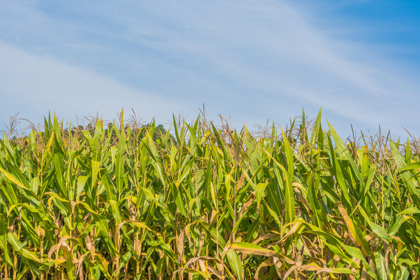 Зображення кукурудзяного поля та неба на задньому плані
. - Фото, зображення