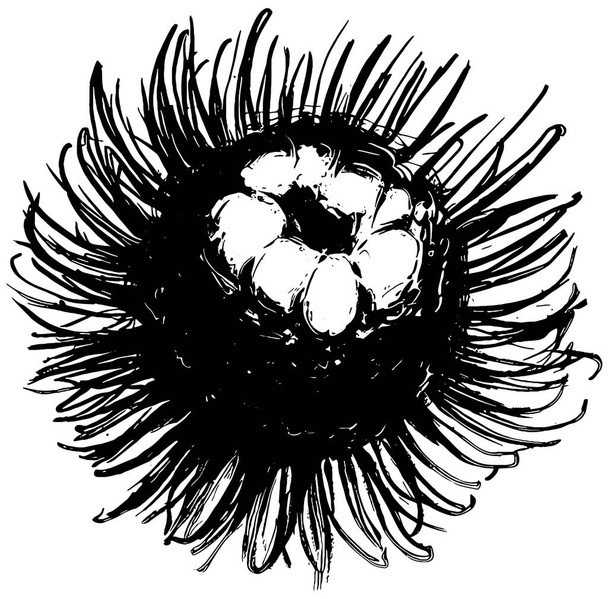rambutan vector drawing in black and white - Vector, Imagen