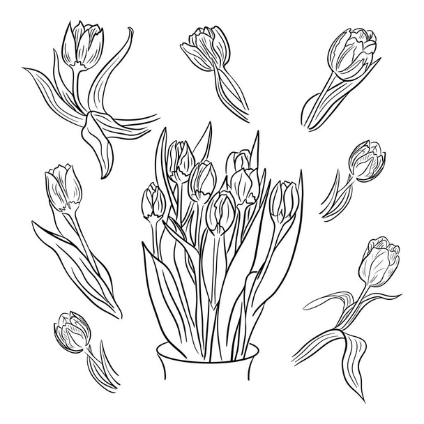 Set of hand drawn bouquet with tulips and individual tulips. Unique vector sketch illustartion. Black flowers isolated on white background Perfect for coloring pages, tatoo, background, wrapping paper - Вектор, зображення
