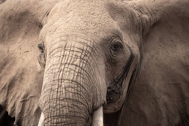 Ein Elefant in einer Elefantenherde im Fokus. Die Savanne Afrikas. Portrt eines Elefanten in einer Landschaftsaufnahme. Safari im Tsavo-Nationalpark, Kenia - Valokuva, kuva