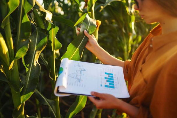 Business woman examines the quality of the corn field before harvesting. Harvest care concept. - Zdjęcie, obraz