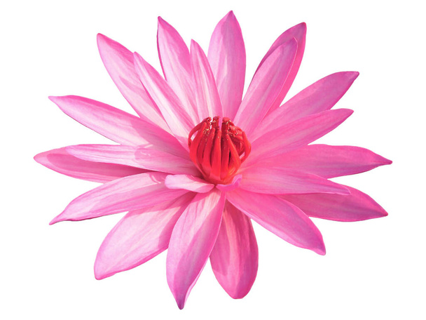Close-up van levendige roze waterlelie geïsoleerd op witte achtergrond - Foto, afbeelding