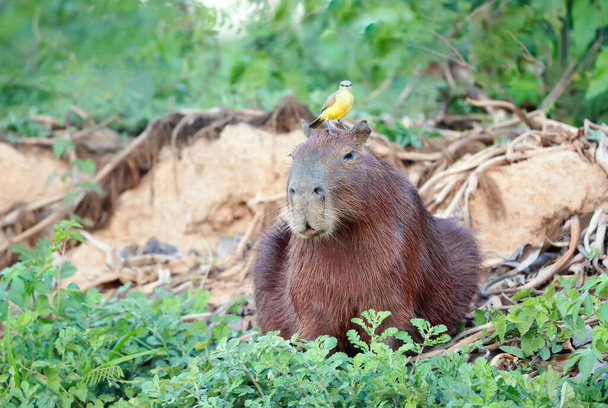 Primer plano de un Capybara con un pájaro Tirano de ganado sentado en una cabeza, South Pantanal, Brasil. - Foto, imagen